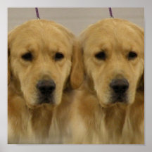 Golden retriever-Zwillings-Druck Plakat