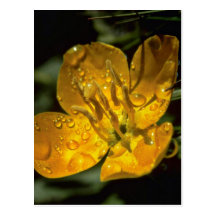 Goldene Blume mit Dewdrops-Blumen Postkarten