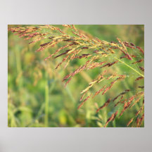 Goldene Felder Plakat