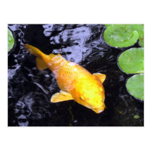 Goldene Koi Fisch-Foto-Postkarte