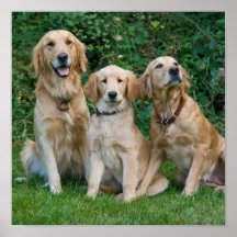 goldene Retriever Plakatdruck