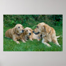 goldene Retriever Plakate
