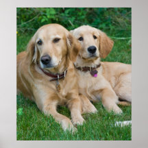 goldene Retriever Plakatdruck