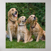 goldene Retriever Posterdrucke