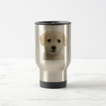 Goldener Labrador retriever-Welpe Teetasse