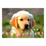Goldener Labrador Welpe Austins Einladung