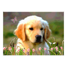 Goldener Labrador Welpe Austins Einladung
