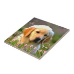 Goldener Labrador Welpe Austins Keramikfliese