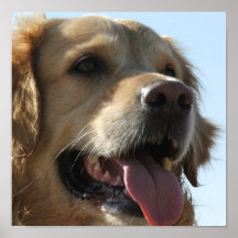 Goldener Retriever-Leinwand-Druck Plakatdrucke