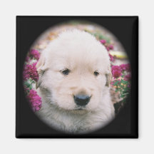 Goldener Retriever-Welpe u. Blumen-quadratischer M Kühlschrankmagnet