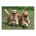 Goldener Retriever "wo ist das Party?" Karte