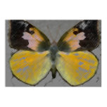 Goldener Schmetterling poster