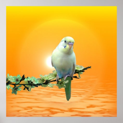 Goldenes Parakeet-Plakat