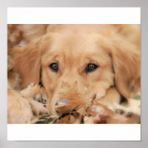 Goldenes Riley Plakatdruck