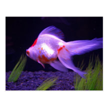 Goldfisch-Postkarte