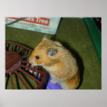 Goldrute der Hamster Posterdrucke