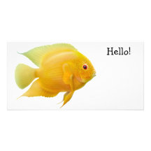 GoldSeverum Cichlid-Foto-Karte Bilder Karten