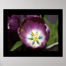 "Goldstaub-" lila Tulpe-Fotografie-Druck Plakat