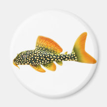 Goldy Sonnenschein Pleco Magnet Kühlschrankmagnete