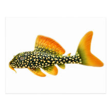 Goldy Sonnenschein Pleco Postkarte