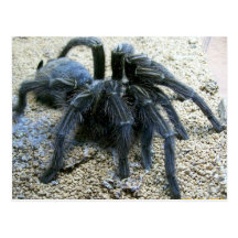 Goliathtarantula-Postkarte