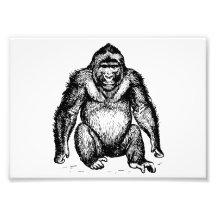 Gorilla Fotografische Drucke