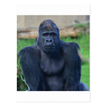 Gorilla Postcards