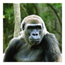 Gorilla-Profil-Einladung