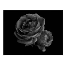 Gotische schwarze Rosen Postkarten