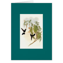 Gould - Hoary Hauch-Bein Kolibri Grußkarten