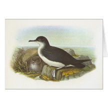 Gould - Manx Sturmtaucher - Procellaria Puffinus Karten