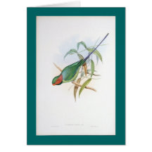 Gould - verbündeter Parakeet Karten