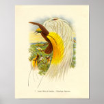 Gould - wenig Paradiesvogel Portfolio Plakat