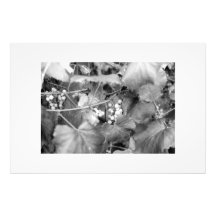 Grapevine00 Photographischer Druck