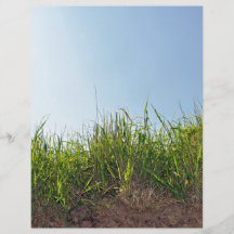 Gras, das auf trockenem Boden wächst Flyer Druck