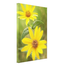 Grasland-Sonnenblume - Helianthus maximilianii Leinwand Drucke