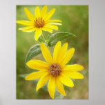 Grasland-Sonnenblume - Helianthus maximilianii Posterdrucke