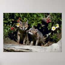 Graue Fuchs-junge Ausrüstungen an der Höhle Plakatdruck