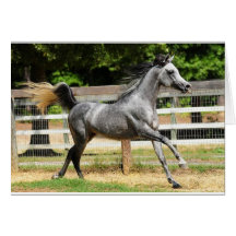 Grauer arabischer Stallion Grußkarten