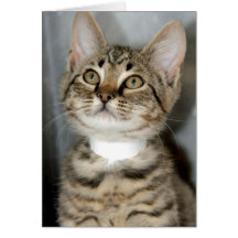 Grauer/grauer Tabby-Kätzchen-Gruß/Mitteilungskarte