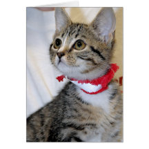 Grauer/grauer Tabby-Schutz-Kätzchen-Gruß/Mitteilun