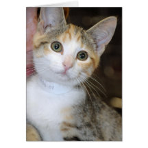 Grauer (grauer) Tabby/weißer Kätzchen-Gruß/Mitteil