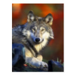 Grauer Wolf, Arten-Digitalfotografie Postkarte