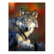 Grauer Wolf, Arten-Digitalfotografie Postkarte