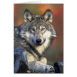 Grauer Wolf-Foto Grußkarte