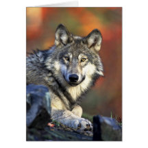 Grauer Wolf Karte