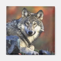 Grauer Wolf Kühlschrankmagnet