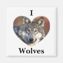 Grauer Wolf Kühlschrankmagnete