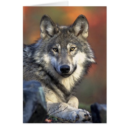 Grauer Wolf-Kunst Karten