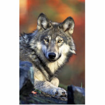 Grauer Wolf Photo Skulptur